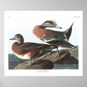 Poster Audubon du Widgeon vintage-Américain
