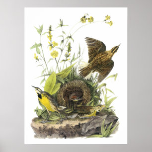 Poster Audubon Eastern Meadowlard