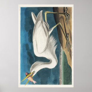 Poster Audubon Grand héron blanc