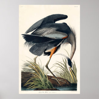 Poster Audubon Great Blue Heron 1834 Plate CCXI