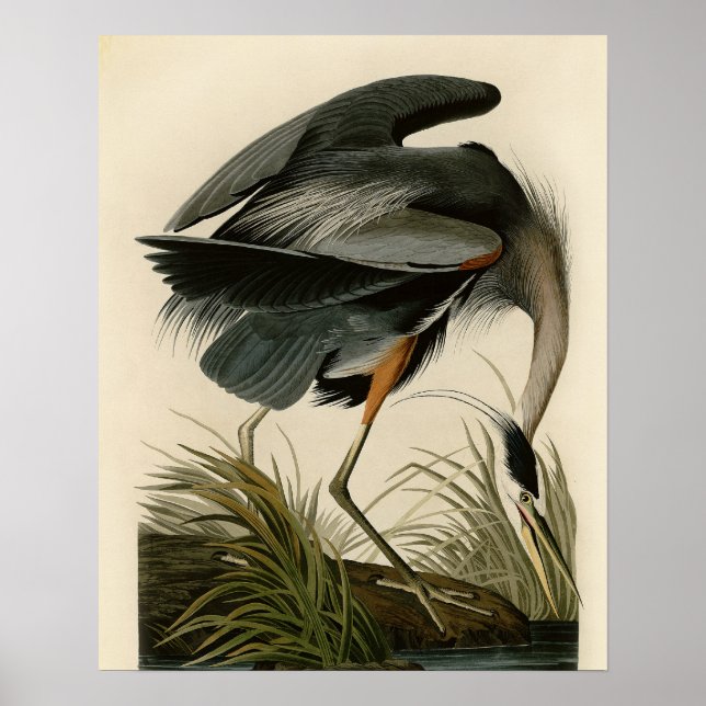 Poster Audubon Great Blue Heron Marsh Bird (Devant)