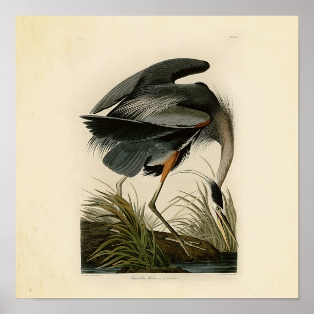 Poster Audubon Great Blue Heron Marsh Bird (Devant)