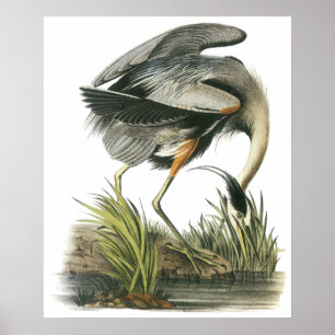 Poster Audubon Heron