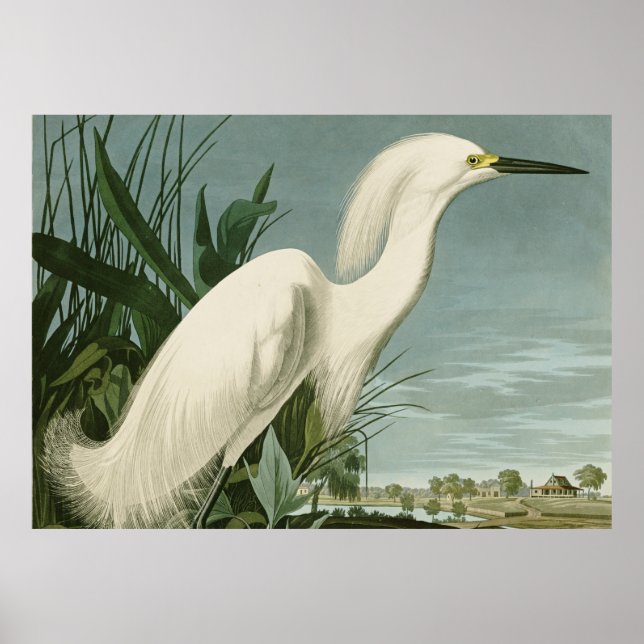 Poster Audubon Héron de neige Oiseaux d'aigrettes blanche (Devant)