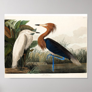 Poster Audubon - Heron pourpre