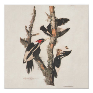 Poster Audubon Ivory-Billed