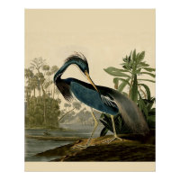 Audubon Louisiana Heron Birds America Art
