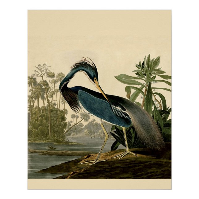 Poster Audubon Louisiana Heron Birds America Art (Devant)