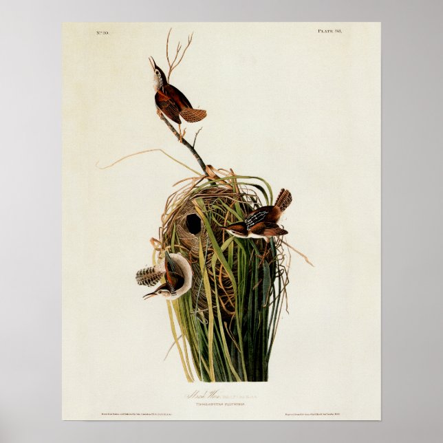 Poster Audubon Marsh Wren (Devant)