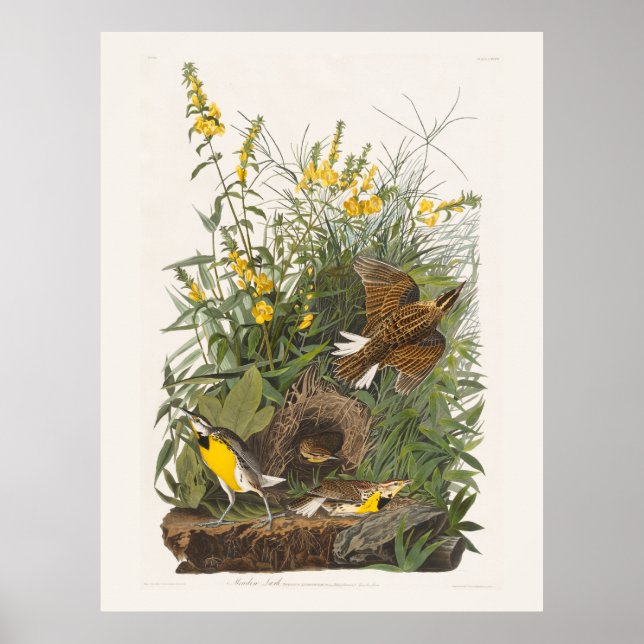 Poster Audubon Meadowlark Botank Imprimer (Devant)