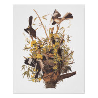 Audubon Mockingbird Family vs Snake