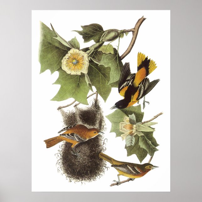 Poster Audubon Oriole (Devant)