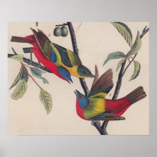 Poster Audubon Painted Bunting Bird Wildlife