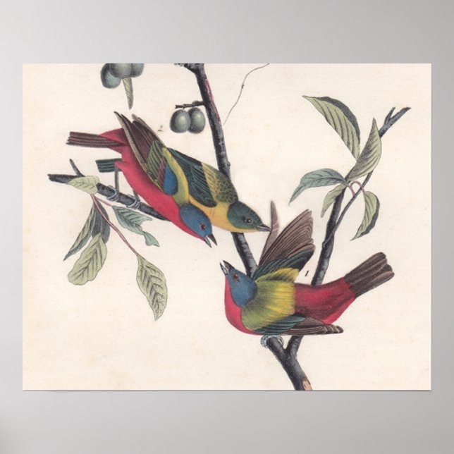 Poster Audubon Peint Bunting Bird Wildlife (Devant)