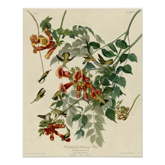 Poster Audubon Throsé de colibri (Devant)