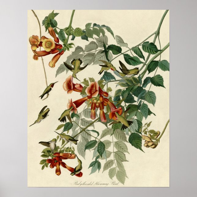 Poster Audubon Throsé de colibri (Devant)