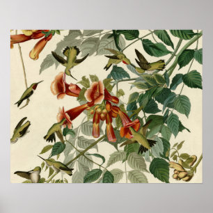Poster Audubon Throsé de colibri