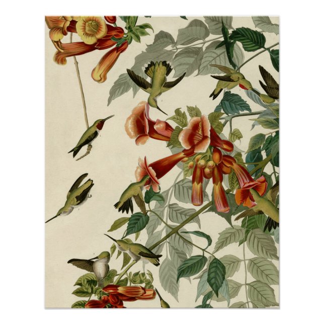 Poster Audubon Throsé de colibri (Devant)