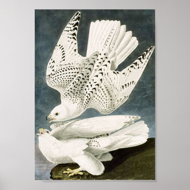 Poster Audubon White Gyrfalcon White Bird (Devant)