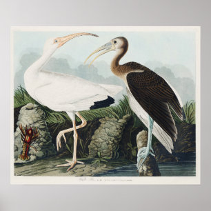 Poster Audubon White lbis Bird Wildlife Painting