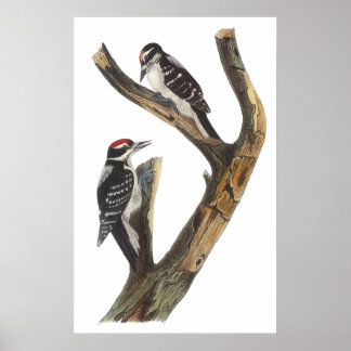 Poster Audubon Woodpecker