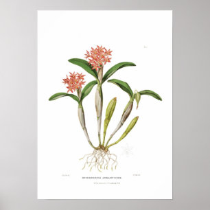 Poster Aurantiaca de Guarianthe par Mlle Drake