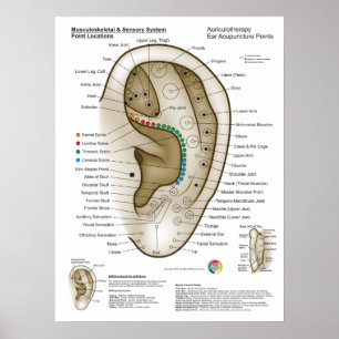 Poster Auriculothérapie Acupuncture de l'oreille
