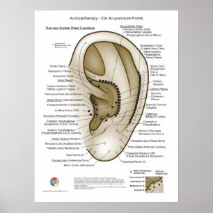 Poster Auriculothérapie Acupuncture de l'oreille