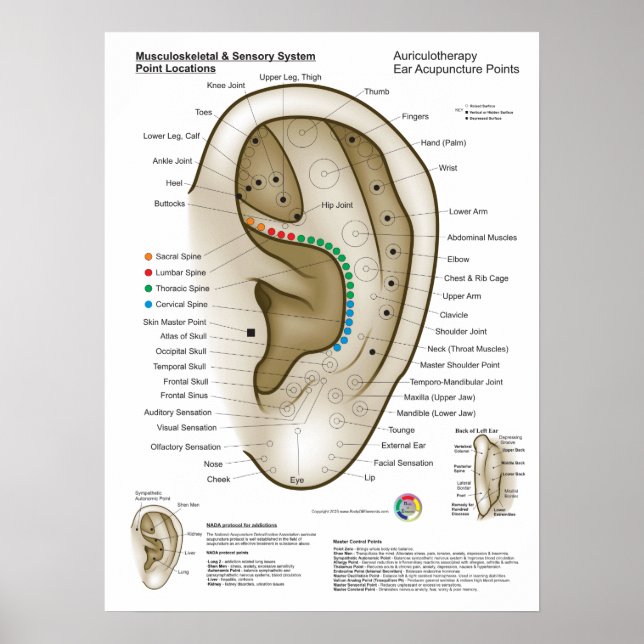 Poster Auriculotherapy Ear Acupuncture (Devant)
