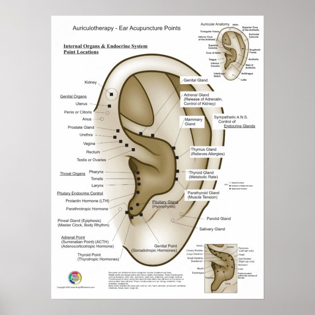 Poster Auriculotherapy Ear Acupuncture (Devant)