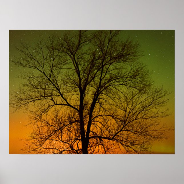 Poster Aurora Borealis & Cottonwood Tree (Devant)