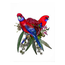 Australian Crimson Rosella et Fleur sauvage Bouque