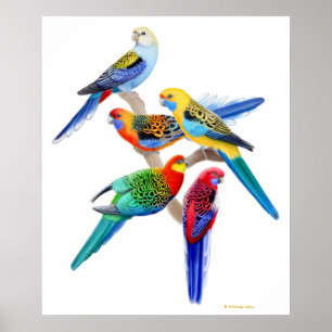 Poster Australian Rosella Parrots Imprimer