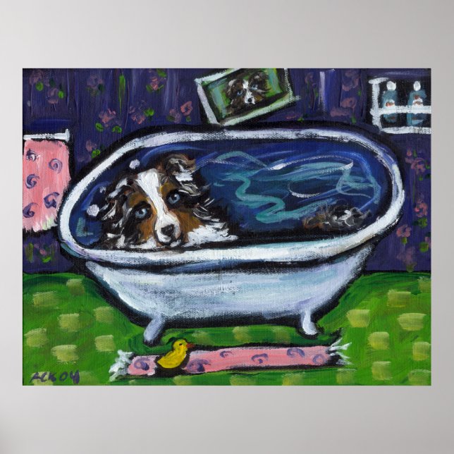 Poster Australian Shepherd merle bleu prend bain (Devant)