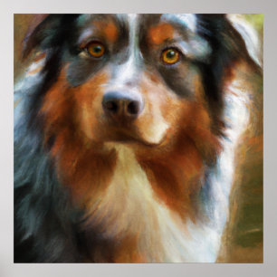 Poster Australian Shepherd - Portrait de chien