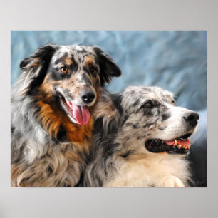 Poster Australian Shepherd Portrait Fine Art Print