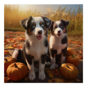 Poster Australian Shepherd Puppy Citrouille de plaisir d'