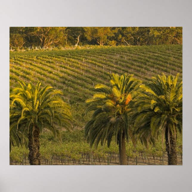 Poster Australie, Australie du Sud, vallée de Barossa, (Devant)