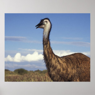 Poster Australie, Australie occidentale. Émeu (Dromaius