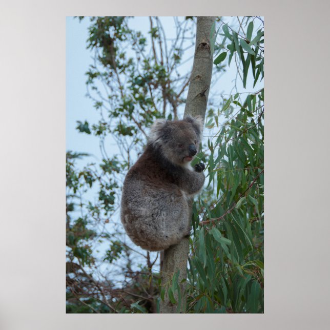 Poster Australie Kangaroo Island Koala dans un arbre (Devant)