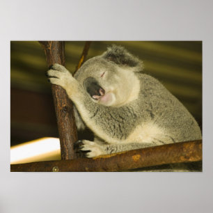 Poster Australie, Queensland, Brisbane. Arborescence des 