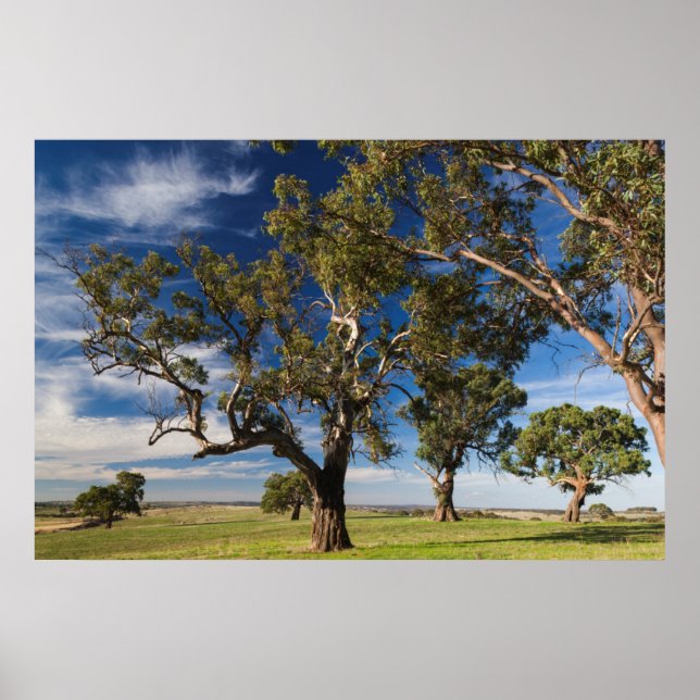 Poster Australie, Vallée de Barossa, Mont Pleasant (Devant)
