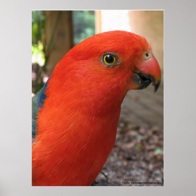Poster Australien Rosella (Devant)