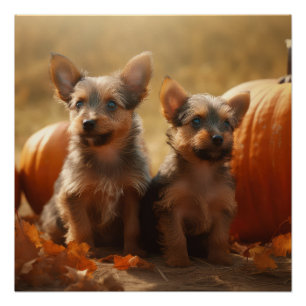Poster Australien Terrier Chiot Automne Citrouille de pla