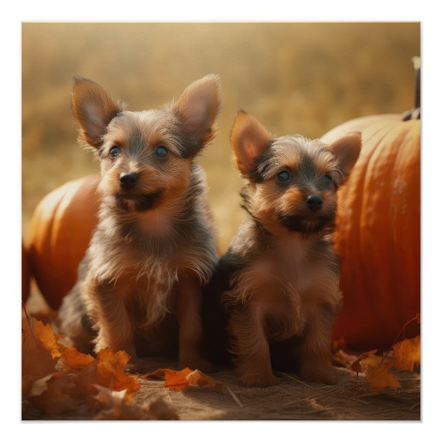 Poster Australien Terrier Chiot Automne Citrouille de pla (Devant)
