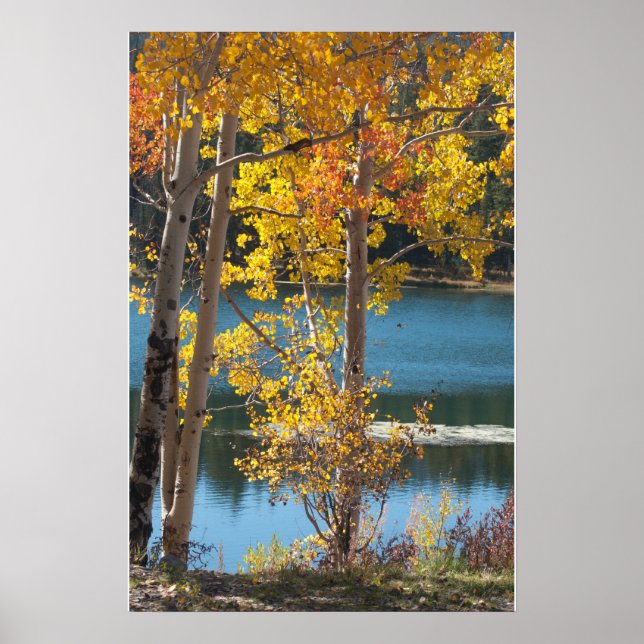 Poster Automne au lac Bear (Devant)