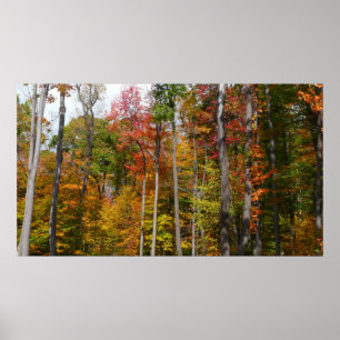 Poster Automne dans la forêt Colorée Photographie d'autom
