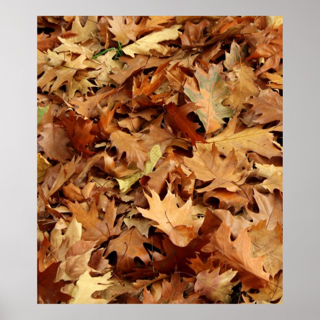 Poster automne, feuille sec (Devant)