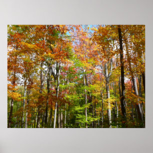 Poster Automne Forêt II Automne Paysage Photographie