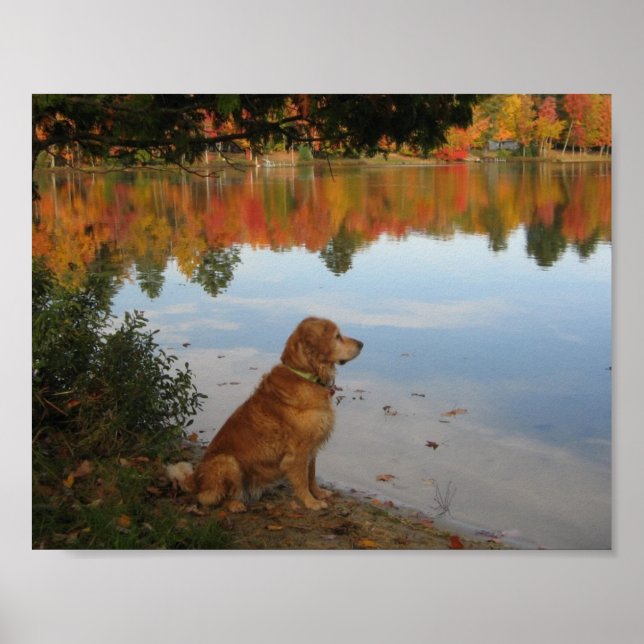 Poster Automne Gold Nature avec Golden Retriever Dog (Devant)